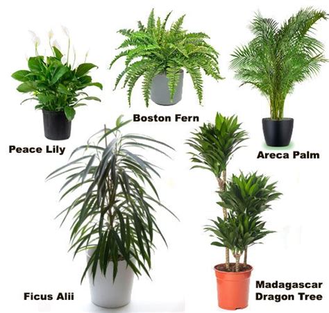Assorted Palm Plant Plants House Plants