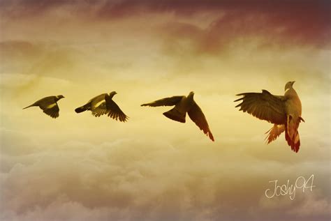 Flying Bird By Joshy94 On Deviantart