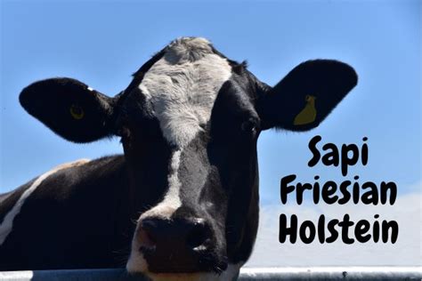Mengenal Sapi Friesian Holstein Sapi Perah Favorit Peternak Kan