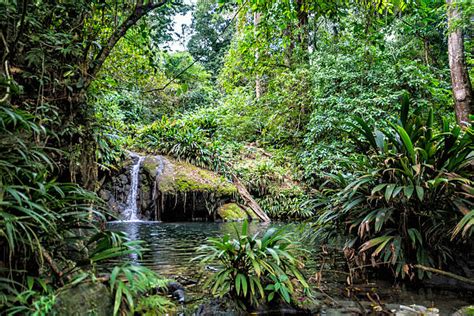 Best Temperate Rainforest Rainforest Waterfall Tropical Climate Stock