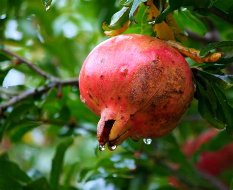 Free Images Apple Tree Branch Fruit Sweet Flower Ripe Food