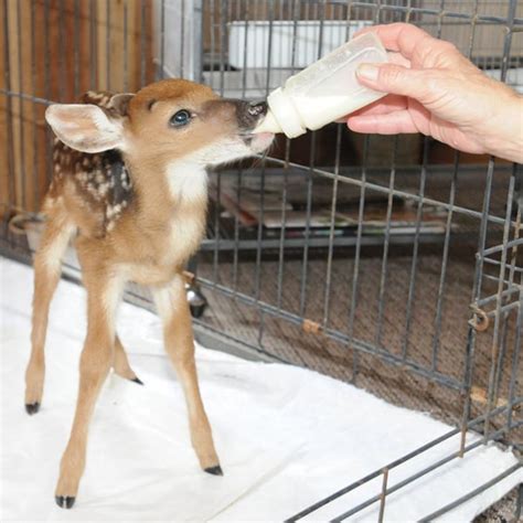 Officials Ask Locals To Call Wildlife Officers About Orphaned Fawns