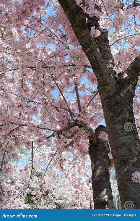 Pink Flowering Cherry Tree Stock Image Image Of Cherty 79301779