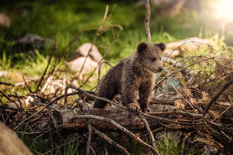 Anchorage Free Wildlife Wednesday Are You Bear Aware — Alaska