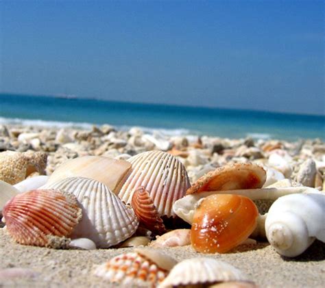 41 Shells On The Beach Wallpaper