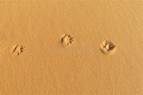 Traces Of Desert Fox On Sand Stock Image Image Of