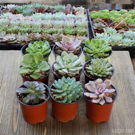 Echeveria Assorted Packs 4 Inch Echeveria Succulents