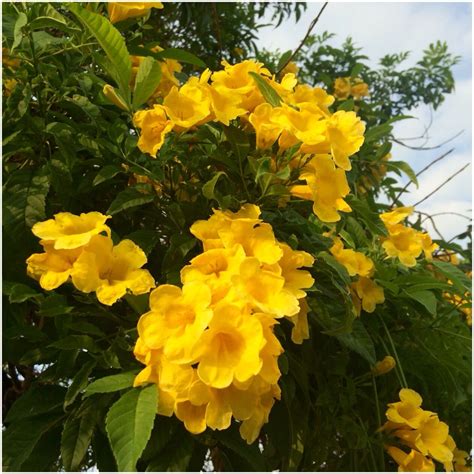 Árbol Con Flores Amarillas Comalcalco Tabasco Naturaleza Nature