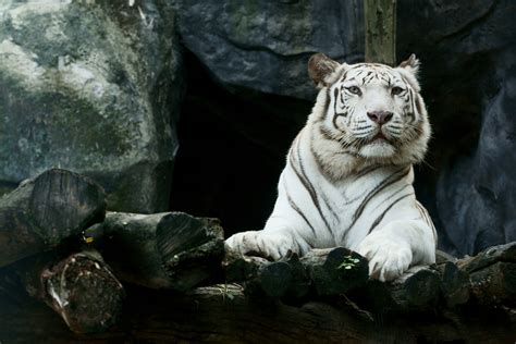 Big White Tiger Hd Wallpaperhd Animals Wallpapers4k Wallpapersimages