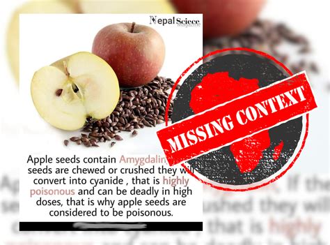 Apple Seeds Do Contain Cyanide Producing Amygdalin But Apple Seed