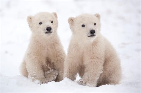 The cub was born as a twin, but one died shortly after birth. Little Polar twins, Denmark | Baby polar bears, Polar bear ...