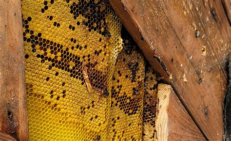 Honey Bee Removal How To Evict The Bees Without Killing Them Beeman
