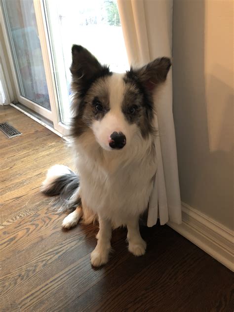 We would love to find another female puppy. Blue (Adopted!) - Wisconsin Border Collie Rescue