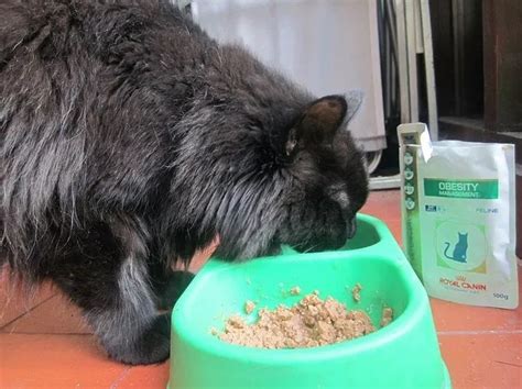 We did not find results for: Cara Memilih Makanan Kucing Persia Agar Cepat Gemuk