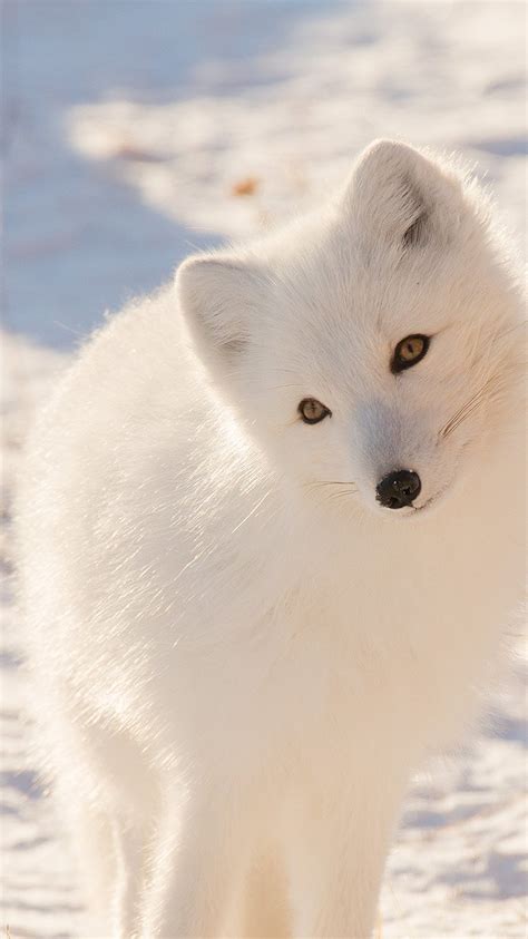 Mz77 Winter Animal Fox White Wallpaper