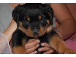 Pet shipping and front door pet delivery available anwhere in the usa. Rottweiler Puppies in New York