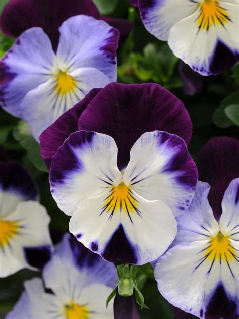 See winter flowers that are absolutely perfect for weddings, sweet peas, stocks, hyacinth, helleborus, double parrot tulips, snowberries and more. Pansy Photos | HGTV