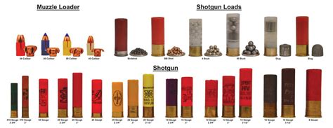 Shotgun Bb Size Chart