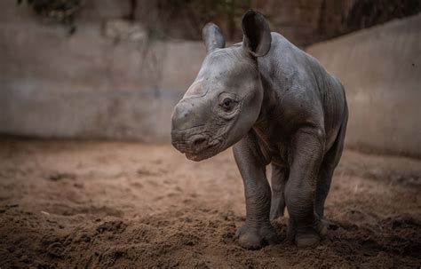 Birth Of Rare Baby Female Rhino Celebrated At Chester Zoo Express And Star