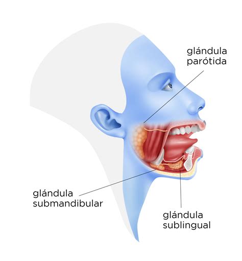 SALIVA y su interrelación con el mecanismo Mind Map