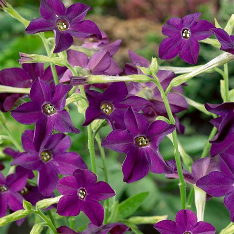 Nicotiana X Sandrea Perfume Deep Purple Fragrant Flower Seeds