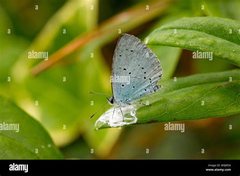 Holly Blue Bird Dropping Hi Res Stock Photography And Images Alamy