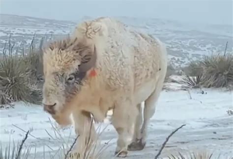 Watch Rare White Wyoming Bison
