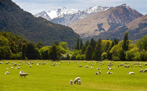 뉴질랜드 시골 나라 자연 풍경 바탕 화면시사
