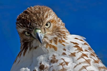 hawks | Your Great Outdoors