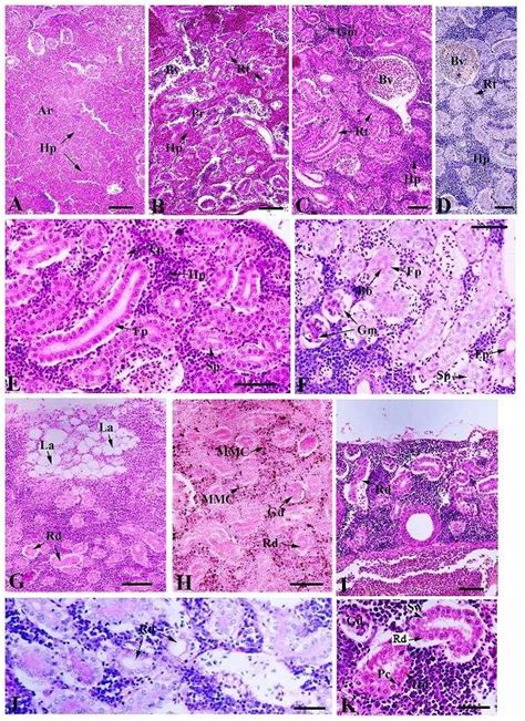 Light Photomicrographs Of Histology A E And Histopathology G K In