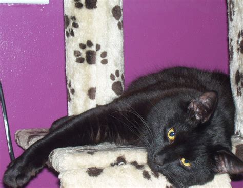 Black Cat Facts And Myths Thecatsite Articles