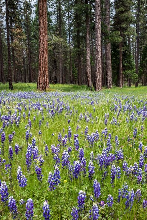 Yosemite National Park — The Greatest American Road Trip