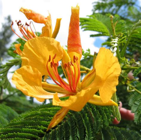 Plantfiles Pictures Royal Poinciana Flame Tree Flamboyant Delonix