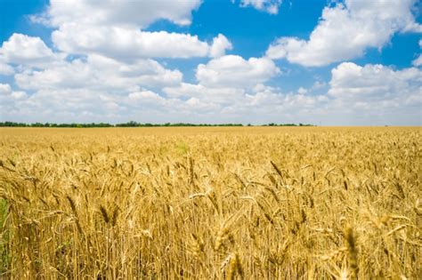 Premium Photo Golden Wheat Field Ready For Harvest With Blue Sky