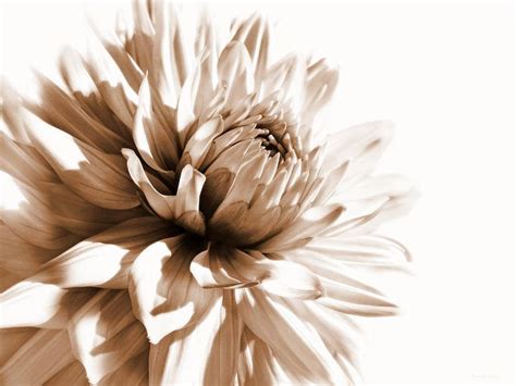 Dahlia Sepial Flower By Jennie Marie Schell Flower Photography Art