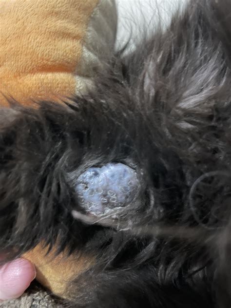 Abscess On Leg Have You Seen Anything Like This Before Cat Forum
