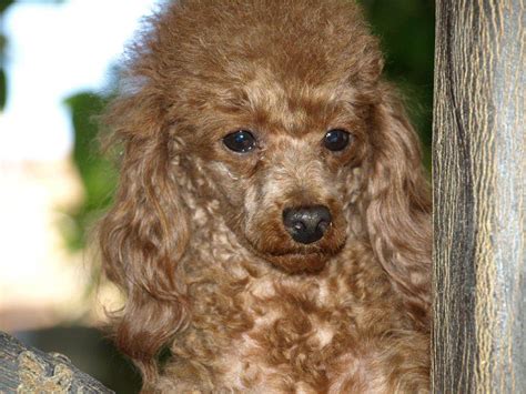 Kristas poodles has happy healthy poodle puppies. Peggy's Arizona Red Poodles | Puppies for Sale
