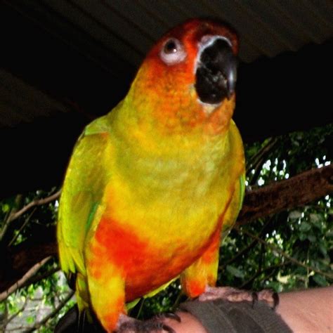 Hybrid Parrots