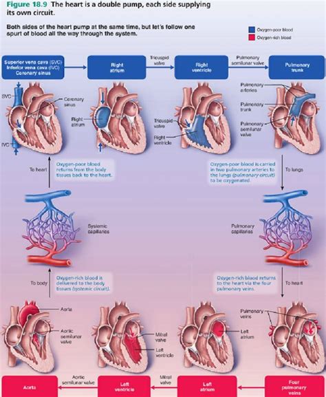 The Most Amazing And Thorough Visual Explanation Of Blood Flow Through