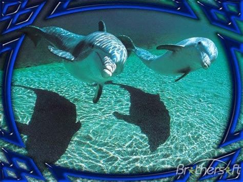 50 Free 3d Dolphin Screensavers Wallpaper Wallpapersafari