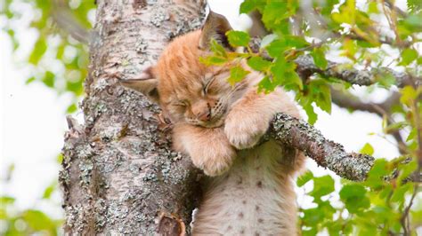 Cat Sleeping In Tree