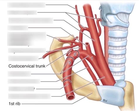 Branches Of Subclavian Artery