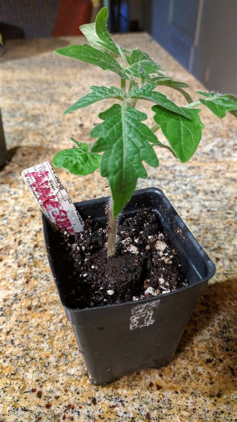 Fruit size is from 3/4 of an ounce to one pound. Dwarf Awesome | Plants, Tomato plants, Garden