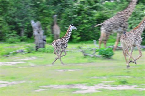 Running Giraffes Stock Image Image Of Running Wildlife 13643653