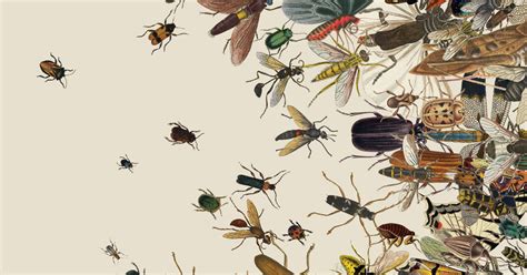 The Insect Apocalypse Is Here The New York Times