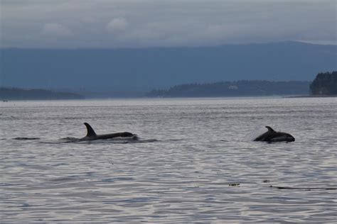 Whales And Dolphins Bc Sightings Cetacean Sightings From Powell River