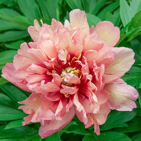 Brecks Kopper Kettle Itoh Peony In 4 In Pot In The Perennials