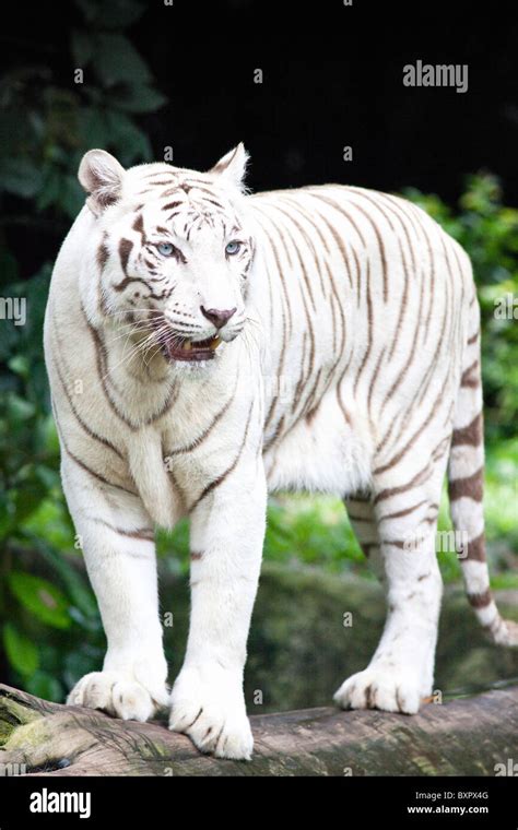 Portrait Of A Bengal White Tiger Stock Photo Alamy