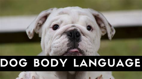 How To Read Your Dogs Body Language Youtube
