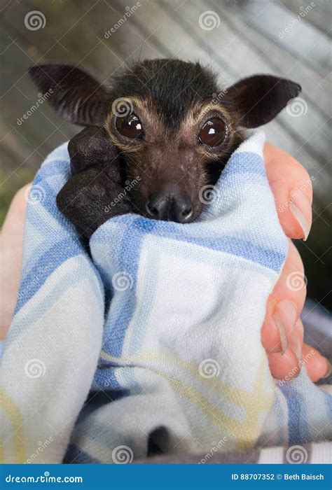 Orphaned Baby Spectacled Flying Fox Fruit Bat Stock Photo Image Of